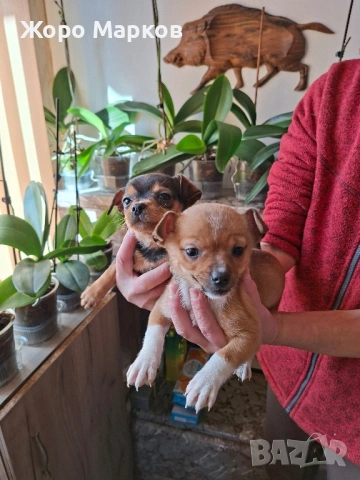 пинчери, снимка 2 - Пинчер - 53113562