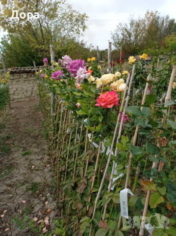 Щамбови рози, цветово разнообразие., снимка 13 - Градински цветя и растения - 44639785