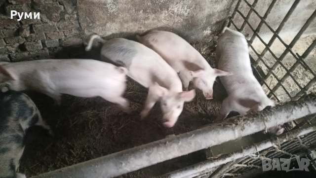 Продавам прасенца, снимка 8 - Прасета - 52857384