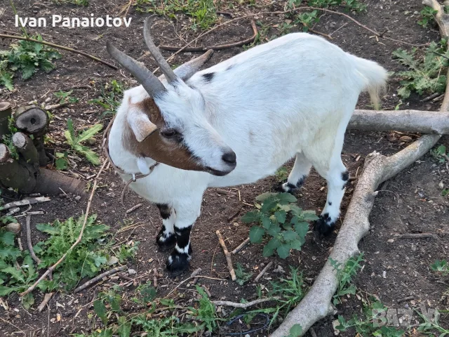 продавам мини козички , снимка 3 - Кози - 56292978