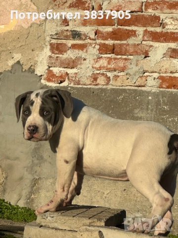 Американко були хл, снимка 6 - Американски стафордширски териер - 52507402