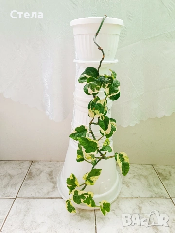 Бенджамин, Хлорофитум, Бегония, Женшен, Фикус 