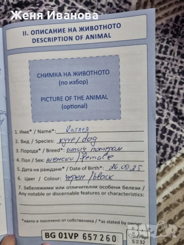 Померан Шпиц, снимка 4 - Шпиц - 53275397