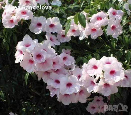 Pandorea JASMINOIDES (Пандорея)