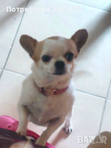 Чихуахуа мини момиче