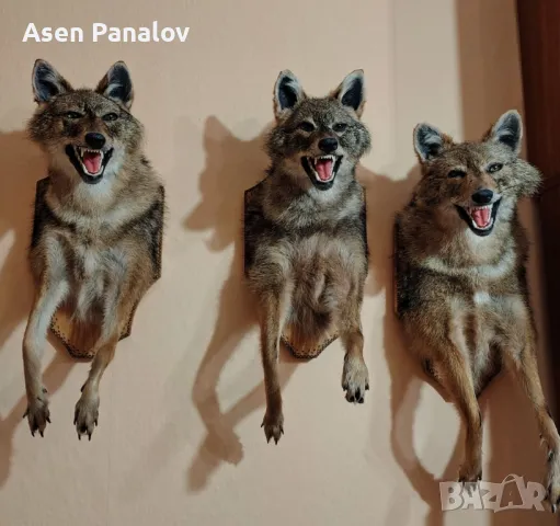 Препарирана лисица/Ловджийка/Гайдарка/Сервитйорка, снимка 11 - Колекции - 44816067