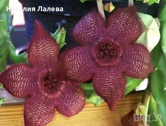 Стапелия, Stapelia grandiflora