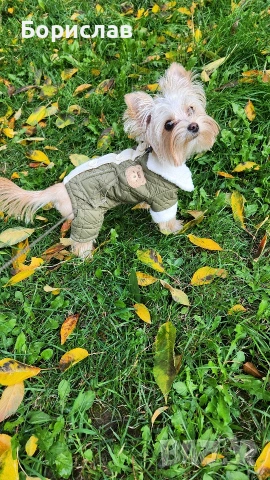 Куче за разплод, снимка 3 - Йоркширски териер - 53728506