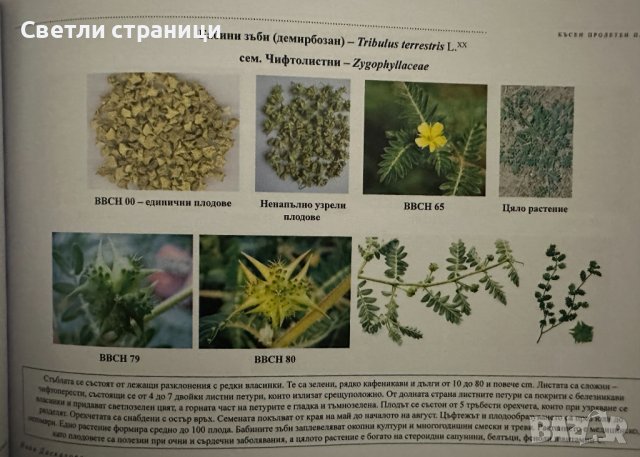 Помагало по хербология, снимка 9 - Специализирана литература - 44166351
