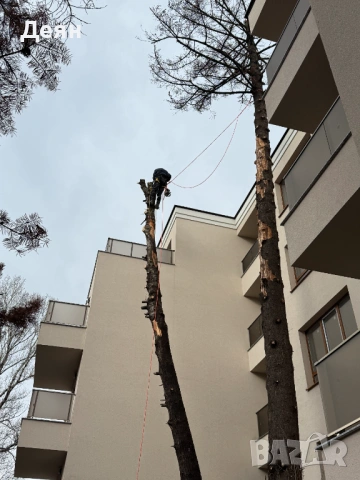 Рязане и кастрене на опасни дървета | Алпийски способ | Арборист, снимка 2 - Други услуги - 48507596