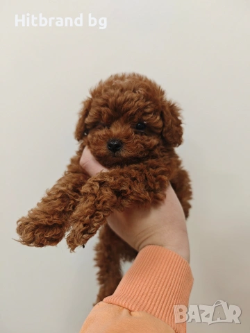 Той Пудел , снимка 2 - Пудели - 53353405