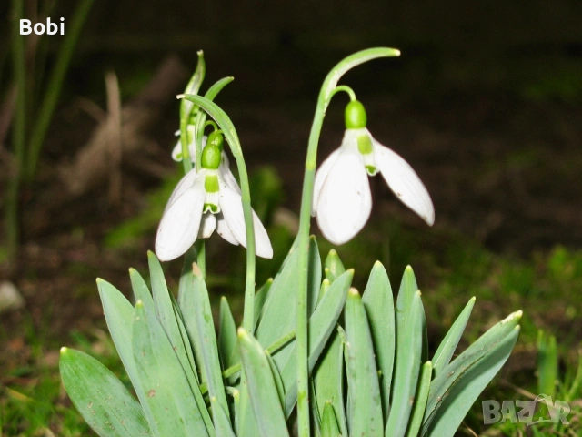 Canon PowerShot A610 | въртящ LCD, снимка 3 - Фотоапарати - 53295960