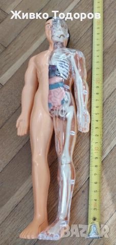 Образователна анатомична фигура - Човешко тяло 3D, 29.5см, снимка 10 - Образователни игри - 51702687