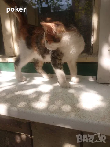 Подарявам котенца , снимка 8 - Други - 56175542