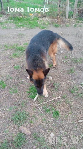 Продавам женска немска овчарка на 7 месеца., снимка 4 - Дивани и мека мебел - 52513941