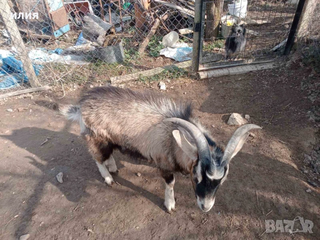 Продавам мини пръчле на 1г. , снимка 3 - Други животни - 53780949