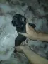 Френски булдог момиченце, снимка 3