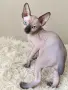 котенца канадски сфинкс - женско, снимка 3