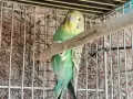 млади вълнисти папагали , снимка 3