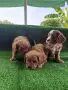 Cavapoo  Кавапу, снимка 3