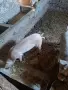 Prodav 2 praseta 45 50 kg., снимка 2