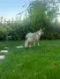 Чехословашки вълчак1, снимка 9