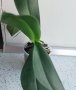 орхидея, снимка 2