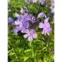 Phlox Blue Moon Флокс Синя луна, снимка 1