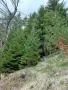 ИНВЕСТИЦИОНЕН ИМОТ С ПРОЕКТ В С. ПРОГЛЕД – САМО НА 3 КМ ОТ ПАМПОРОВО, снимка 4