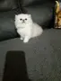 ШЕПИЧКА ЛЮБОВ.УНИКАЛНИ КОТЕНЦА, снимка 4