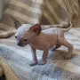 Котка порода сфинкс, снимка 4