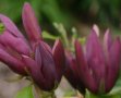 Magnolia Black Beauty - Черна красавица, снимка 1 - Градински цветя и растения - 41504078
