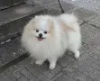 Померан момченце, снимка 3