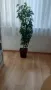 Продавам шефлера висока 1м.със саксията за 15 евро, снимка 2