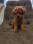 Мини Пудел, снимка 1