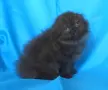 Шотландски клепоухи котенца, снимка 8