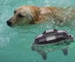 Електронен нашийник за куче водоустойчив потопяем 800м обхват, снимка 17