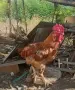 Домашни петли.., снимка 3