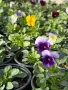 ❤️🌿🌸 Мини теменужки микс (Viola Superba Mini), снимка 1