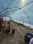 Оранжерия 4.60х10 метра, снимка 9