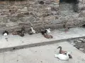 индийски бегачи чифтове, снимка 6