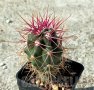 Ferocactus gracilis -Punta Prieta, Baja California, Mexico, снимка 1 - Стайни растения - 41823743