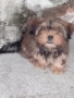 продавам 2 йоркита!.., снимка 9