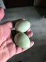 Яйца за люпене от араукана, снимка 2