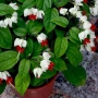 Клеродендрон Томпсън, Clerodendrum thomsoniae , снимка 1