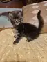 Мейн куун котета, снимка 3