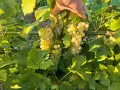 Мускат отонел грозде, снимка 3