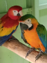  Сезонна разпродажба на папагали АРИ, снимка 7