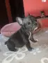 Френски булдог., снимка 1