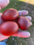 Разплодни яйца от Черен мед Маран, снимка 1 - други­ - 32314297